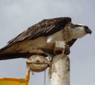 Das Ende eines Fisches