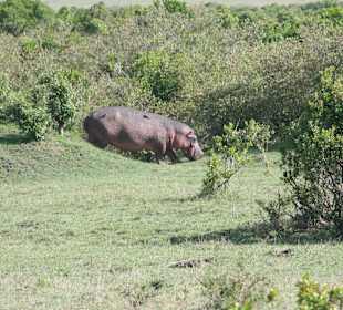 Nilpferd auf dem Land