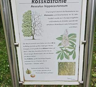 Rosskastanie