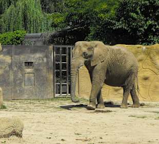 Safari ZOO Dvur Kralove w Czechach