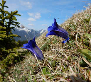 Blauer Enzian