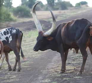 Queen Elizabeth National Park
