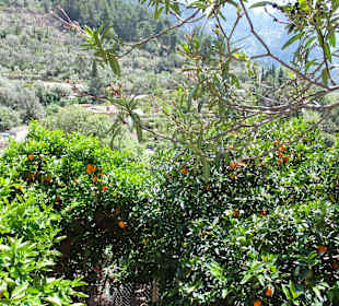 Blick auf Apfelsinenbäume