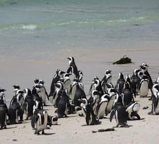 Pinguine
