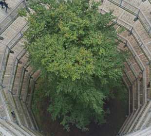 Direkter Blick in den Baumwipfelpfad