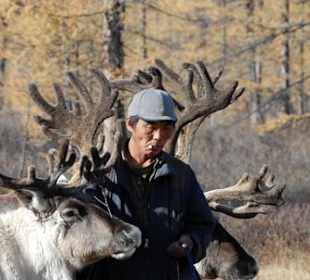 Tsatan et ses rennes
