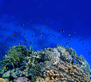 Außenriff des Three Corners Fayrouz Plaza Beach Resort