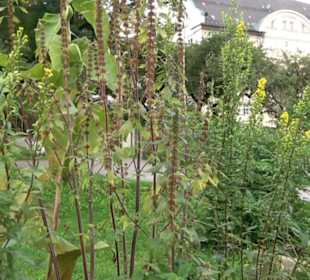 Andechser Kräutergarten