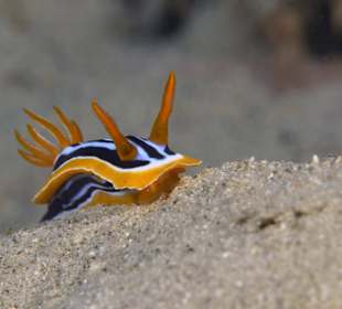 Tauchbasis Freedom Divers Safaga