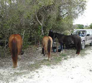 Nach dem Ausritt an der Ranch