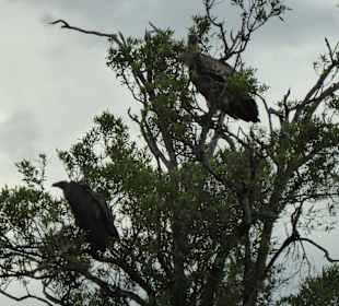 Weißrücken- und Sperbergeier