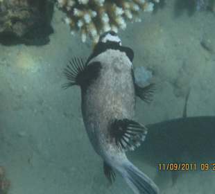 Igelfisch in unserem Riff