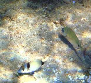 Zum Schnorcheln geeignet.