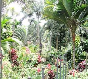 Botanischer Garten von Singapur
