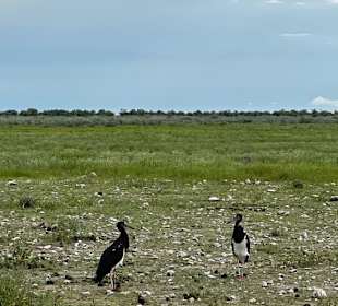 Etosha Park Tiere