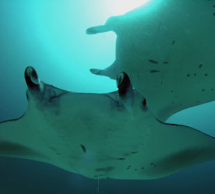 Riffvielfalt unter Wasser