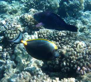 Gelbklingen-Nasendoktorfisch