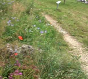 ALB-GOLD Naturgarten