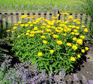 Spaziergang durch den Dorfgarten Dötlingen