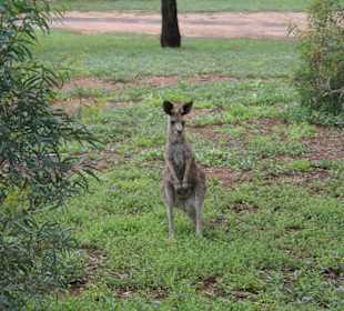 Warrumbungle Nt. Park