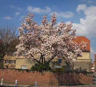 Magnolie in der Innenstadt