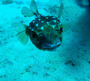 Igelfisch