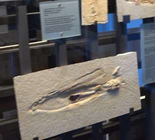 Jura-Museum