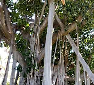 Botanischer Garten La Orotava