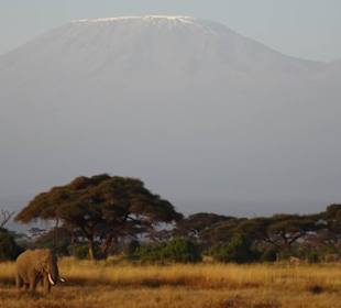Amboseli Blick auf den Kilimandscharo