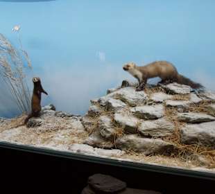 Vogel-und Jagdtierkunde