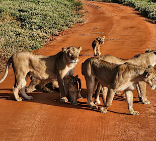 Im Tsavo Ost - absolutes Highlight