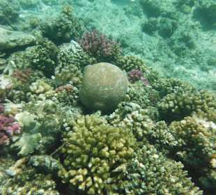 Hausriff, rechts von der Marina