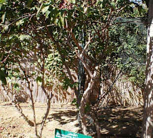 Südafrikanischer Baumwollstrauch