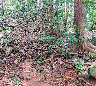 Parque Natural Obô do Príncipe