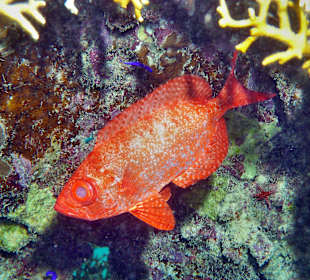 Riff - Grossaugenbarsch