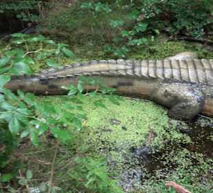 Dinosaurier Museum Altmühltal