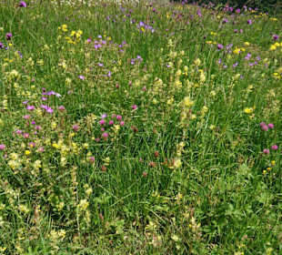 Blühende Wiesen 