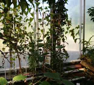Botanischer Garten 