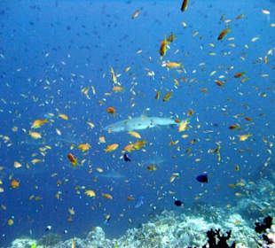 Tauchplatz "Madivaru Corner"