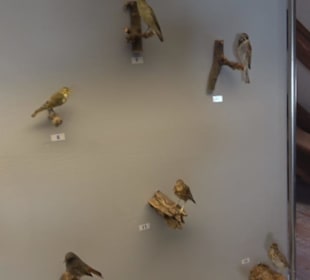 Natur- und Jagdmuseum