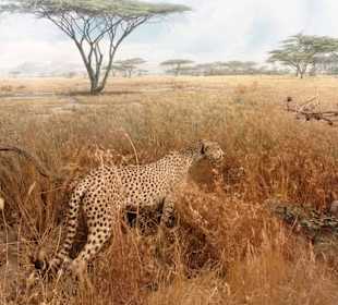 Dioramen aus Afrika im Übersee-Museum