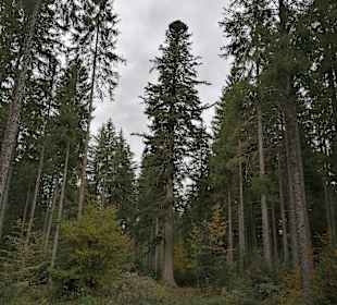 Wandern Freudenstadt