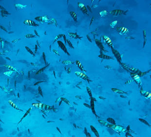 Schnorcheln Makadi Bay