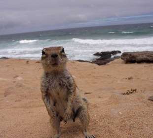 Streifenhörnchen an der rauhen Westküste