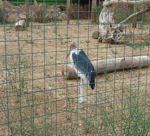 Marabu