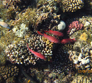 Schnorcheln Marsa Alam