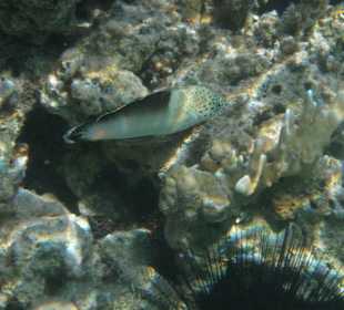 Junger Clowns-Lippfisch, so klein und so fein