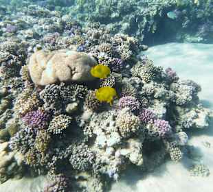 Schnorcheln Makadi Bay