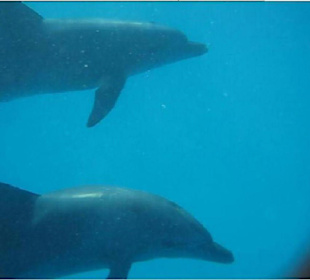 Delphinpaar