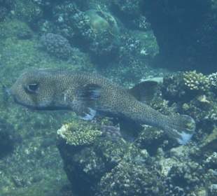 Schnorcheln Hausriff Tulip Resort Marsa Alam 